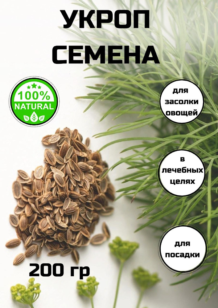 Семена укропа: лёгкий мочегонный